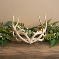Cream Branching Antler Crown Headpiece